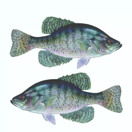 Arlon White Crappie Sticker, Decal, Bumper Sticker Truck, Fishing, Boat Stickers 2/pk - 1.8” x 3” Right & Left Facing