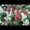 Escura Showa Camera Film Color Negative Film ISO400 30 Shoot