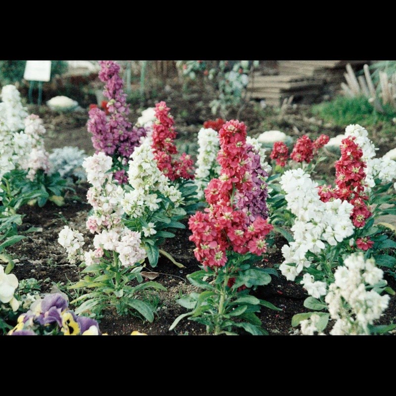 Escura Showa Camera Film Color Negative Film ISO400 30 Shoot