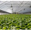 Garden Netting Pest Barrier: 10'x20' Fine Bug Netting for Garden