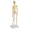 Small Anatomical Mini Skeleton Model, 45 cm, beige