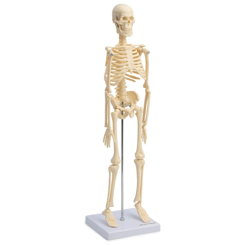 Small Anatomical Mini Skeleton Model, 45 cm, beige