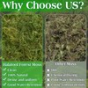Halatool 6OZ Green Moss for Indoor Plants, 8QT Orchid Moss