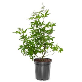 American Plant Exchange Vitex Shoal Creek Tree Shrub, 3 Gallon Pot, 2-3ft Tall, Live Outdoor Landscape Garden Plant, Fragrant Purple Flowering Blooms, Fast Growing, Ornamental