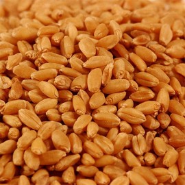 Wheatgrass Seed - Organic NON-GMO (Choose Size) - Size: 20 pounds