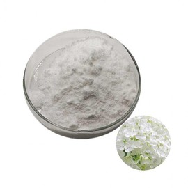 Hydrangea Leaf Hot Water Extract Powder 100g Sample