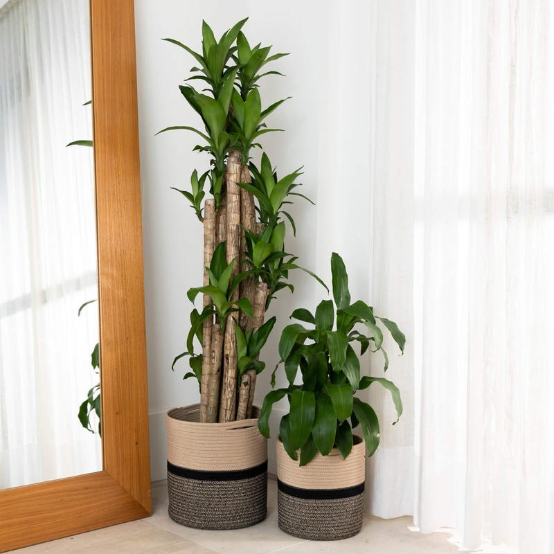 2-Pack Stylish OrganiHaus Cotton Rope Planter Baskets for Indoor Plants