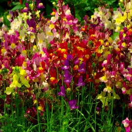 Spurred Snapdragons! MIXED BRIGHT COLORS! 200 SEEDS