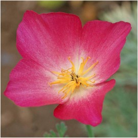 Seed Needs, Carmine King California Poppy Seeds - 2,000 Seeds for Planting Eschscholzia californica - Open Pollinated & Untreated Wildflowers for Growing a Butterfly Garden (1 Pack)