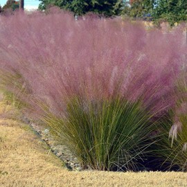 Muhly Grass - 1 Live Gallon Size Plant - Muhlenbergia Capillaris - Hairawn Muhly | Drought Tolerant Pink Blooming Ornamental Grass