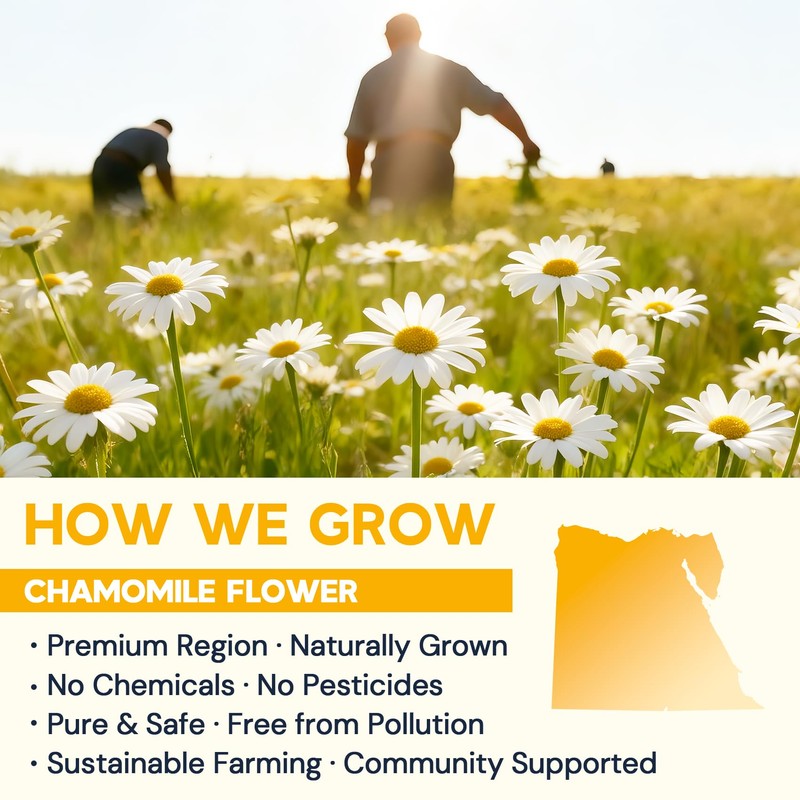 Chamomile Tea Bags, Chamomile Flower Herbal Tea - Sugar-Free, Caffeine-Free,