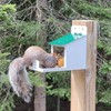 Metal Squirrel Feeder All Seasons Any Weather