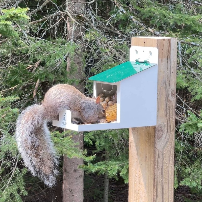 Metal Squirrel Feeder All Seasons Any Weather