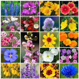 Grow Your Own Vibrant Annual and Perennial Wildflower Garden Seeds Mixture, Varieties for Pollinators and Spring Gardens - Western Regional Mix, 1 lb