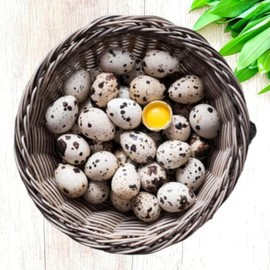 FARM FRESH Quail Eggs *Laid in the U.S.* Hormone Free; Non-GMO - (36+ Count)