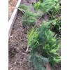 Star Mountain 10 ea. Mary Washington Asparagus Live Plants, 2yr