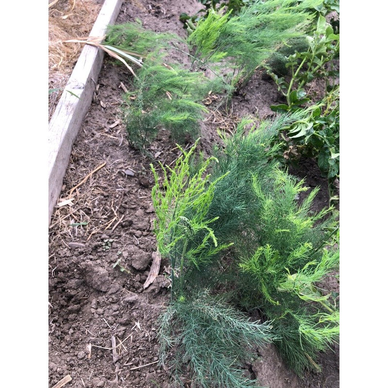Star Mountain 10 ea. Mary Washington Asparagus Live Plants, 2yr