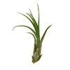 ragnaroc Live Air Plant – Tillandsia Capiput, Jumbo 6-9” -