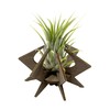 VEKULI Set of 2 Air Plant Holders, Starfish, Versatile and