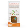 Back to the Roots Self-Watering Terracotta Olla Pot (Pack of