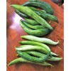 TomorrowSeeds Buag Ngu Snake Gourd |White Striped Green Serpent Luffa