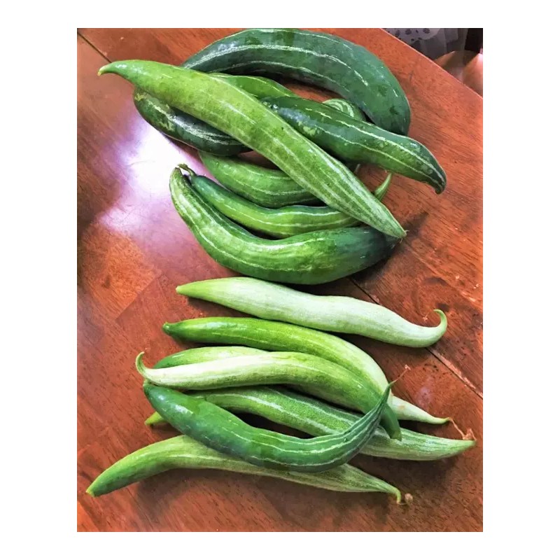 TomorrowSeeds Buag Ngu Snake Gourd |White Striped Green Serpent Luffa
