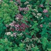 Italian Oregano - 100 seeds! Great for pizzal! COMB.
