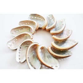 Set of 12 Green Abalone Shells Seashell (Donkey's Ear) Haliotis Asinina Ocean Arts & Crafts