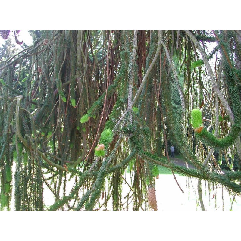 Tigertail Spruce 3 - Year Graft