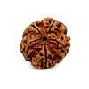 Certified 5 Mukhi (Five Faces) Rudraksha Bead - Sagittarius Sun