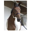 Divers Various Headcollar and Lead Rope Colours Navy Blue Size