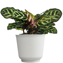 Plants for Pets Calathea Makoyana, Pet Friendly Prayer Decor in 6" White Pot, Live Houseplant Gift, Cat Safe, Decorative Desk House Plants by Plants for Pets