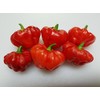 Aji Cachucha Purple Splotched Pepper Seeds 10+ Seeds