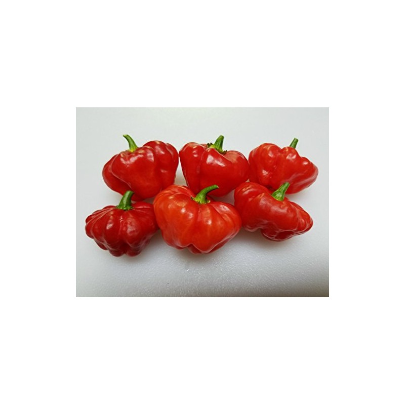 Aji Cachucha Purple Splotched Pepper Seeds 10+ Seeds