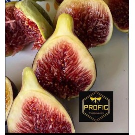Tree Fig Tree Combo Pack Cold Weather  4 Varieties