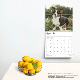 Welsh Corgis | 2025 12 x 24 Inch Monthly Square Wall Calendar | Plastic-Free | BrownTrout | Animals Dog Breeds