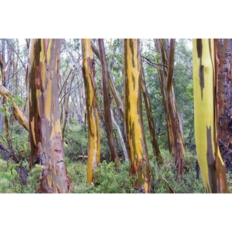 Toadstool Seeds 50 Tasmania yellow Eucalyptus Seeds Tree Flower Perennial