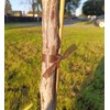 Generic Brown Plant Tie Tape - 150 Feet x 1/2