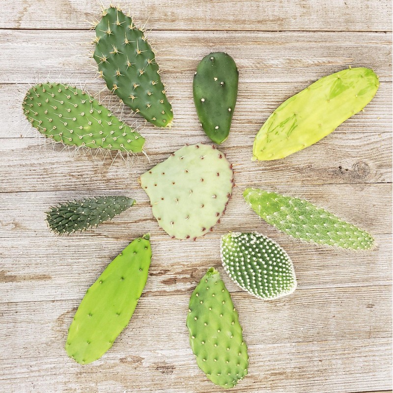 Opuntia pad 9 Assorted cuttings Cacti Cactus Succulent Real Live