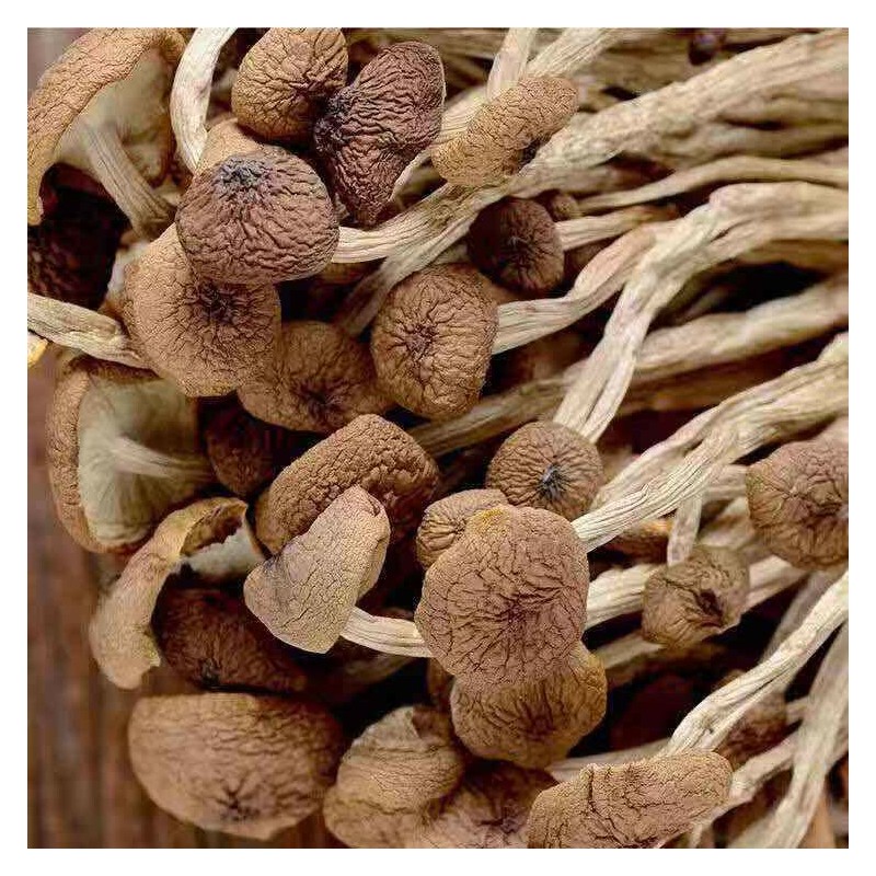 250g/bag Chinese Herbal Agrocybe Cylindracea New Ecology Dried Tea Tree