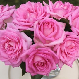 Heirloom Roses Pink Rose Plant - Eleganza® Beverly Hybrid Tea Rose Bush, Fragrant Roses Good for Planting in Pots Or Outdoors