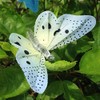 Berocia 20 LED Butterfly String Lights with Remote USB Plug