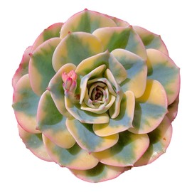 Echeveria Secunda VAR. Glauca Variegated Rare Live Succulent Plants, Green 1 Head 3.5" Live Plant, Package Without Pot & Soil, Garden Indoor Office Desk, Wedding Party Decoration, Friend Lovers Gifts