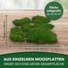 sphagnum-shop.com Plate Moss Preserved for Moss Pictures Decorative Moss Premium