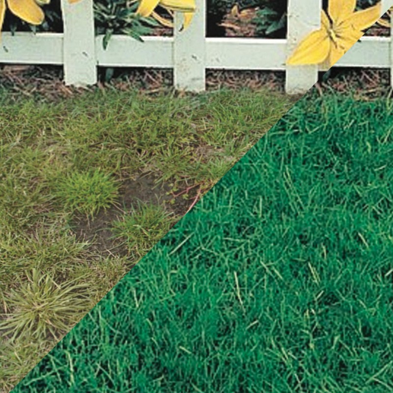 Canada Green Grass Lawn Seed - 4 Pound Bag Grows