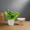 Lettuce Growing Kit Grow a veranda vegetable garden at home / 상추 키우기 키트 집에서 베란다 쌈채소 텃밭 키우기