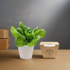 Lettuce Growing Kit Grow a veranda vegetable garden at home / 상추 키우기 키트 집에서 베란다 쌈채소 텃밭 키우기