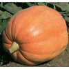Mammoth Gold Pumpkin Seeds - Heirloom - 20+ Seeds
