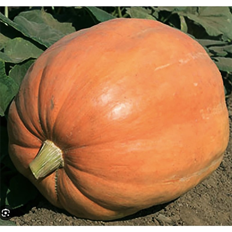 Mammoth Gold Pumpkin Seeds - Heirloom - 20+ Seeds