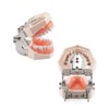 Hoite Dental Typodont Teeth Model 28 PCS Spare Teeth for